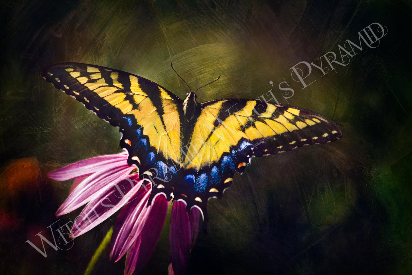 Tiger Swallowtail Butterfly Fine Art Giclee Print: Nature Wall Decor