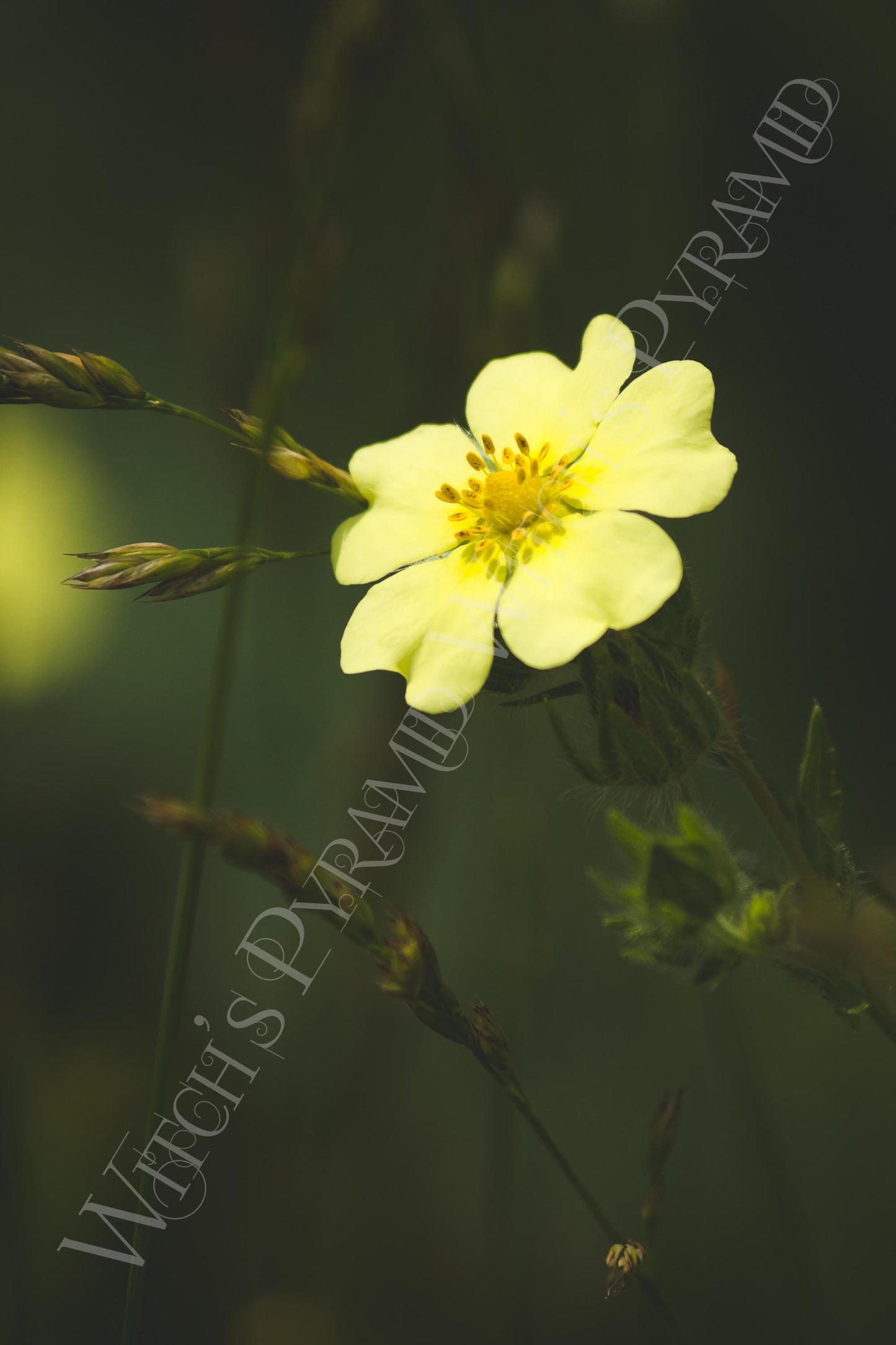 Yellow Flower Fine Art Giclee Print: Dark Botanical Nature Photography