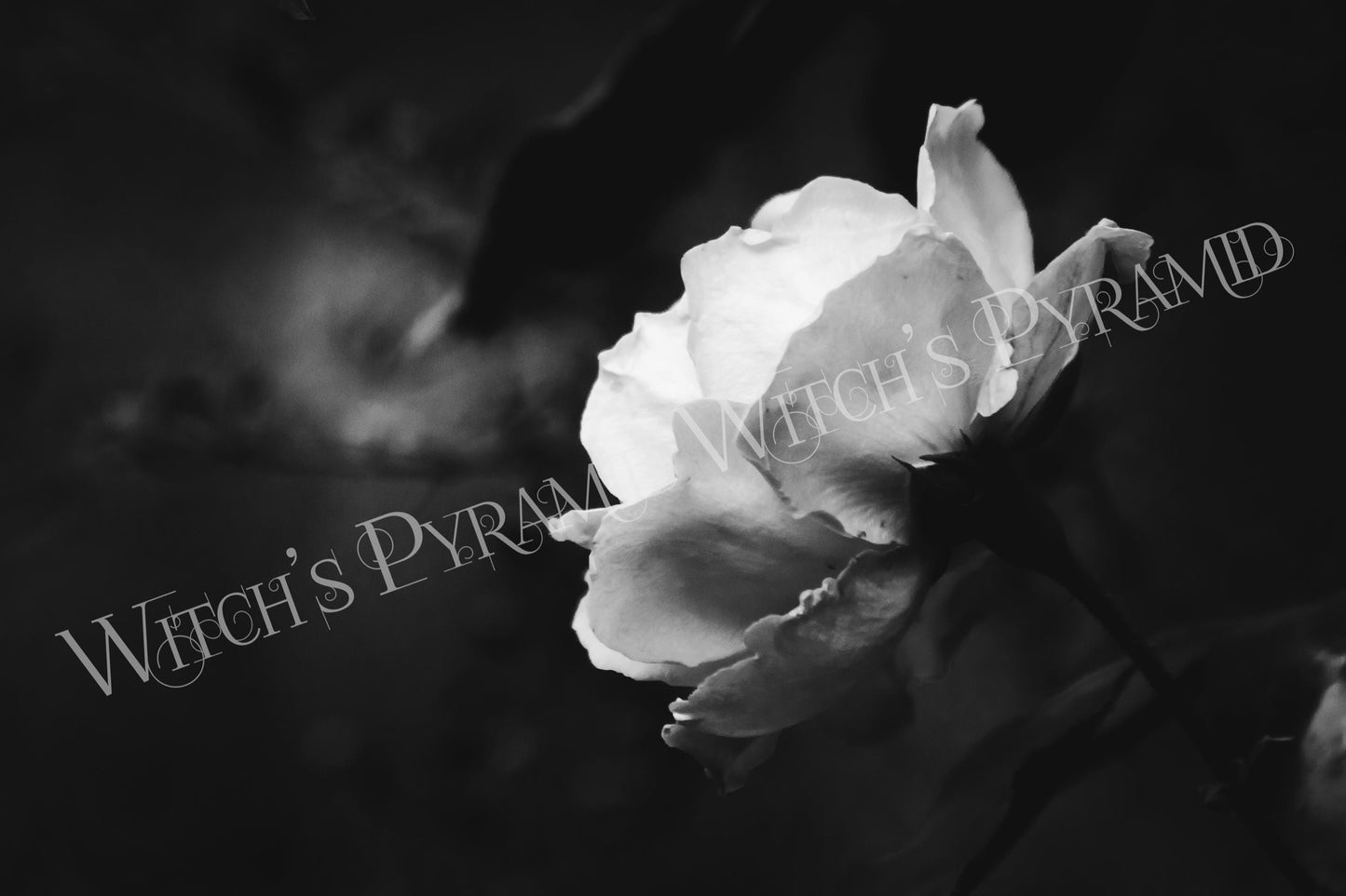 Gothic Rose Fine Art Print: Black and White Floral Photography
