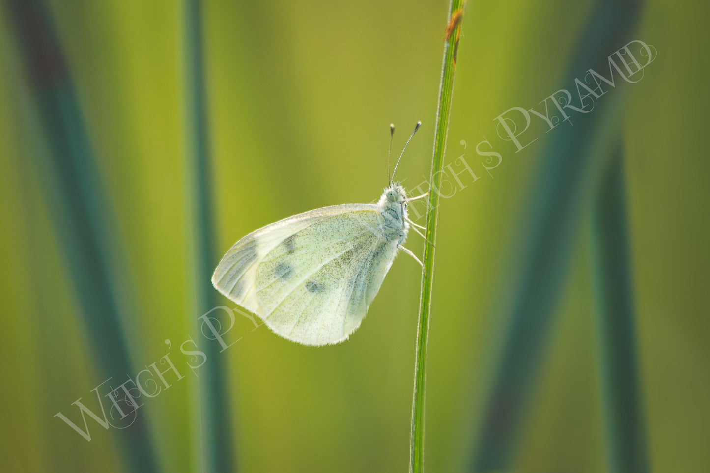 White Butterfly Giclee Print: Fine Art Nature Photography