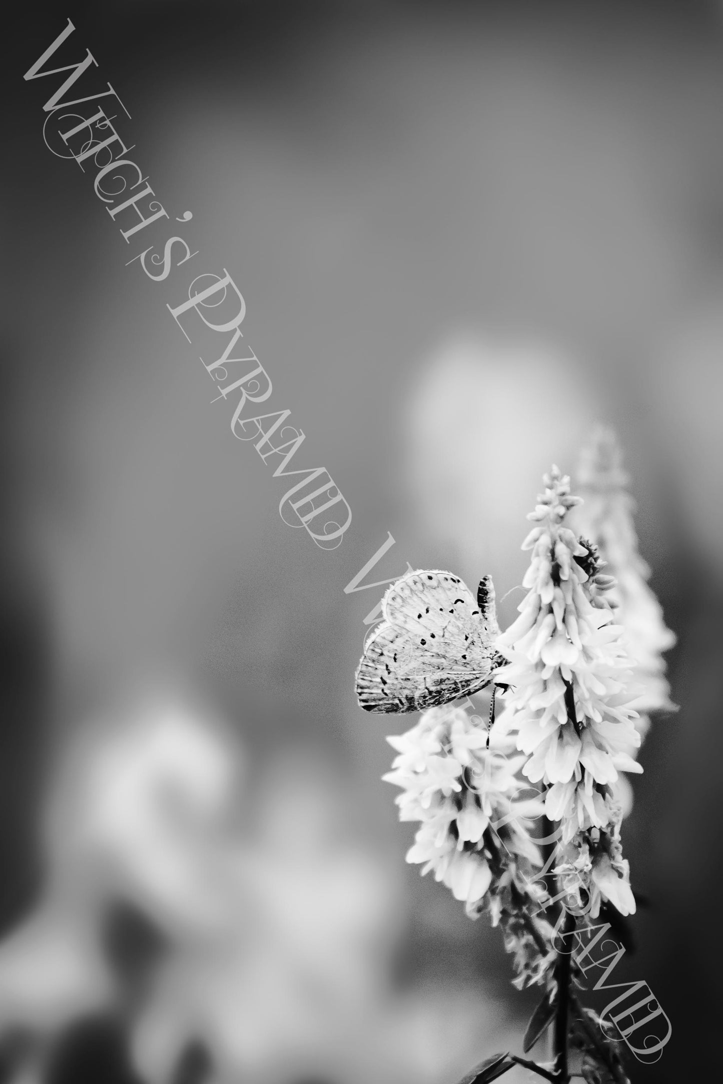 Butterfly Giclée Print: Black and White Nature Photography Wall Art