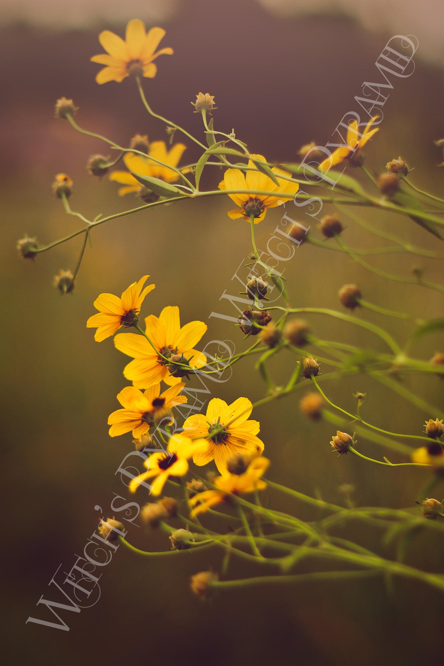 Yellow Daisy Fine Art Print: Nature Photography, Floral Wall Art