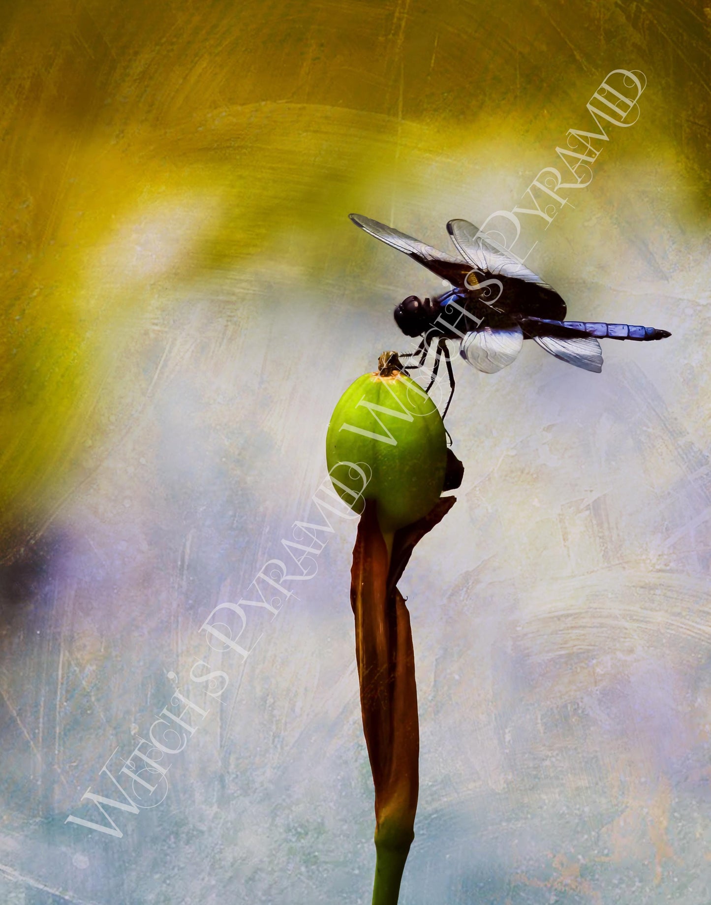 Dragonfly Giclee Print: Fine Art Nature Photography, Elegant Wall Decor