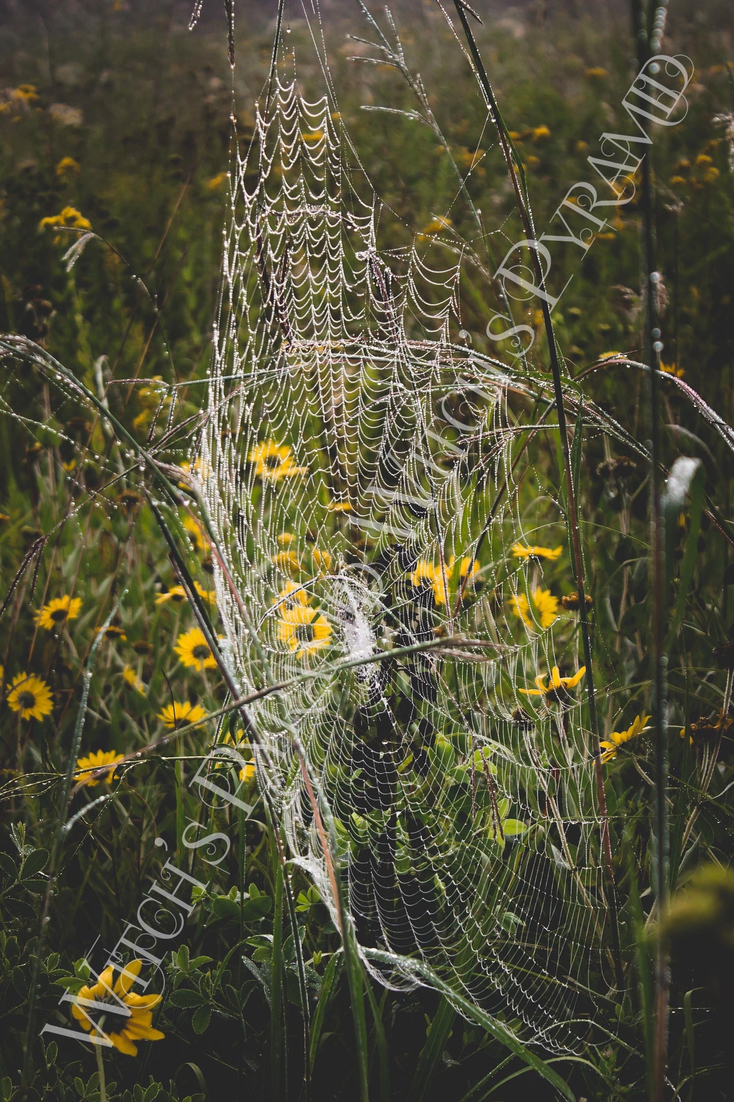 Dewy Spider Web Fine Art Print: Dark Botanical Nature Photography