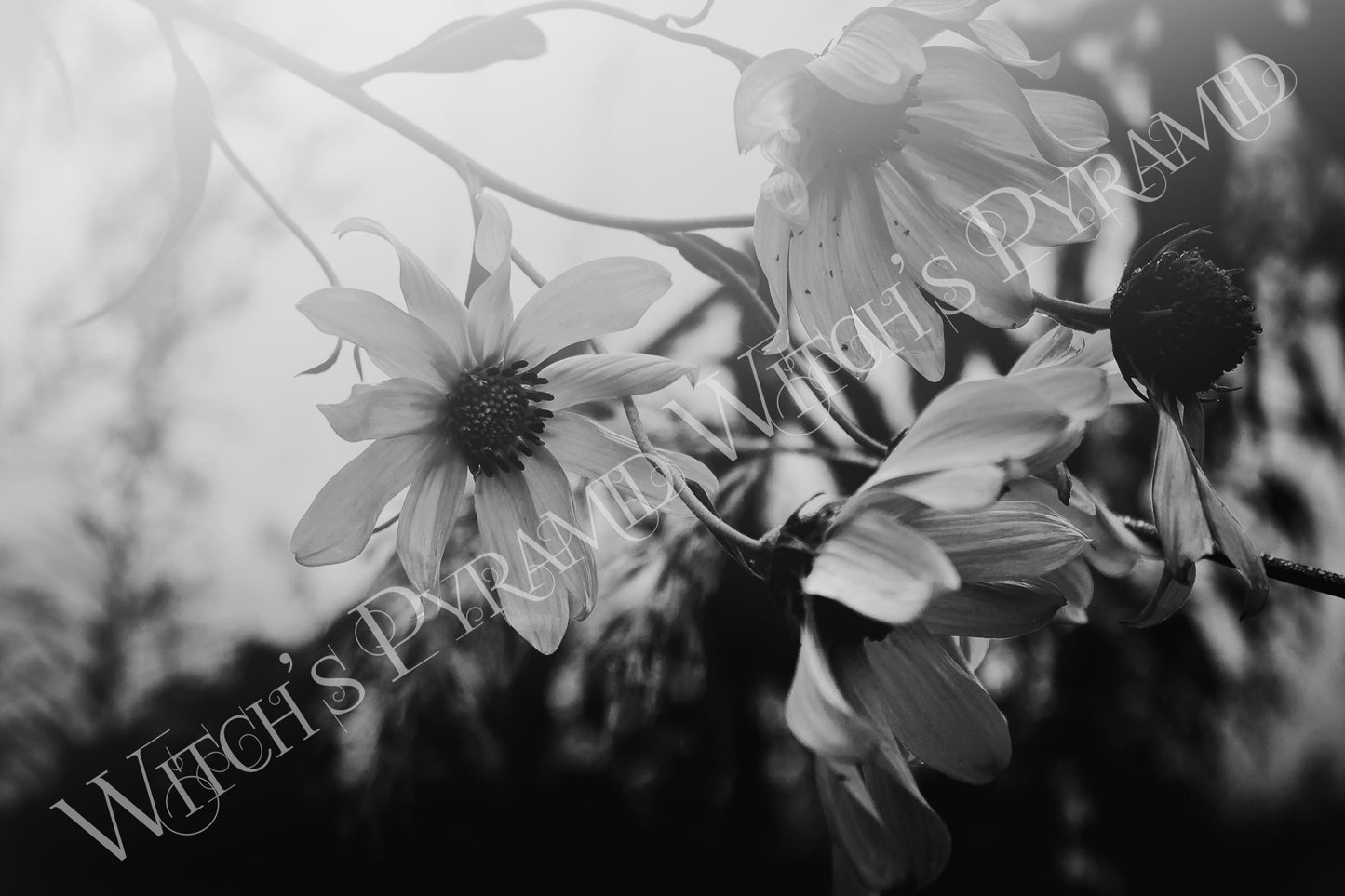 Black and White Floral Photography Print: Dark Botanical Wall Art